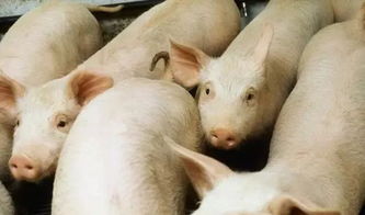 殘次豬與無飼養(yǎng)價值雞的合理處理方法