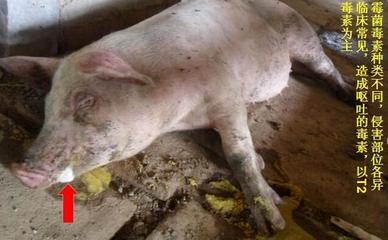 豬嘔吐是怎么回事兒？這5種原因，其中有一個是大麻煩！