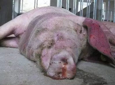 育肥豬與黃牛 警惕三種常見病，守護豐收成果