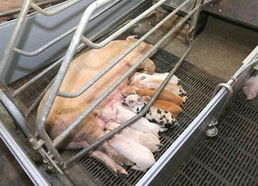 金正恩視察朝鮮人民軍549部隊養豬工廠，高度關注黃牛養殖